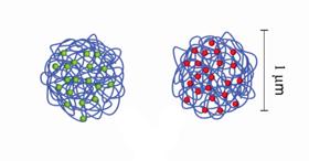 Figur 4 Två DNA-nystan med fluoroforer på har bildats. Figur 5 Antalet nystan detekteras av en kamera och analyseras av en dator 2.3.