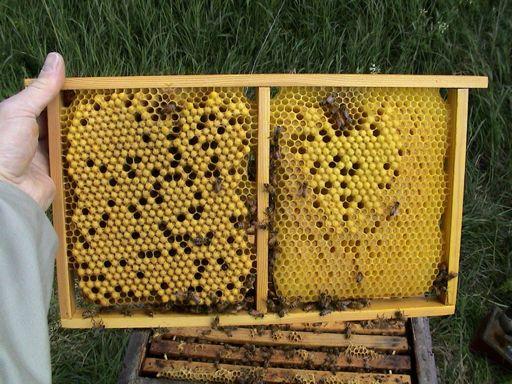 oxalsyra:socker:vatten = 7,5:100:100 droppas direkt på bina med en doseringsspruta yngelfria samhällen på hösten utetemperatur