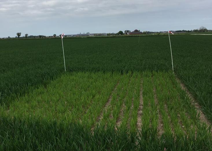 Nollruta Skegrie 1 den 4 maj 17 (Foto: Emma Hjelm) Väderdata Under den gånga veckan, 4 till 1 maj, steg dygnstemperaturen dag för dag enligt rapporten från Lantmets stationer i närheten av fälten.