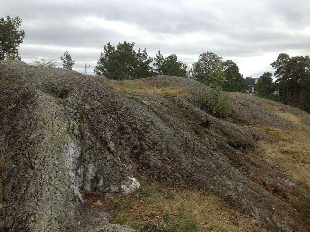 som växer i skrevorna och i de