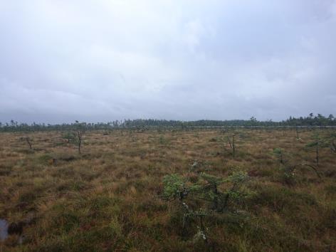 SIDA 3/5 sphagnum-arter och ljungarter. Området omgärdas av hårdgjorda ytor på ca 2 m lägre mark.