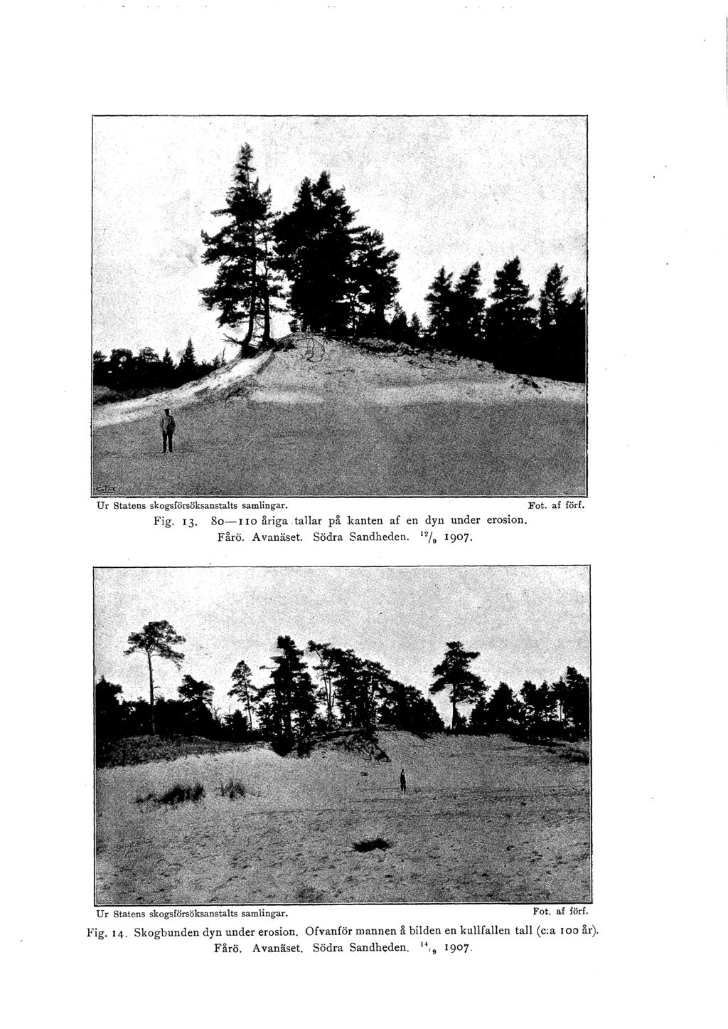 Ur Statens skogsförsöksanstats samingar. Fot. af förf. Fig. 13. 8o-IIo åriga,taar på kanten af en dyn tmder erosion. Fårö. Avanäset. Södra Sandheden. 12 / 9 1907.