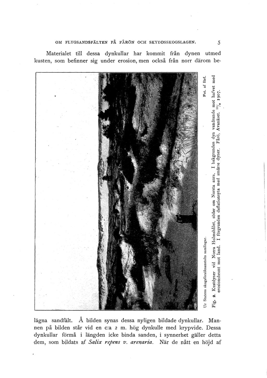 OM FLYGSANDSFÄLTEN PÅ FÅRÖN OCH SKYDDSSKOGSLAGEN. 5 Materiaet ti dessa dynkuar har kommit från dynen utmed kusten, som befinner sig under erosion, men också från norr därom be-!ägna sandfät.