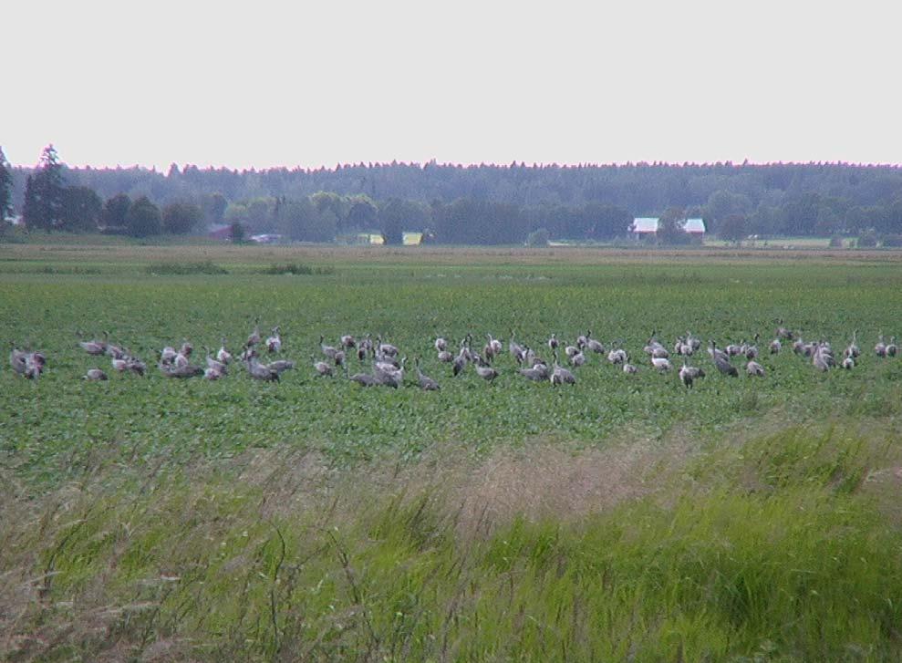 En flock tranor söker föda på inmatningsplatsen vid Kvismaren. Foto: Mikael Hake. Tabell 1.