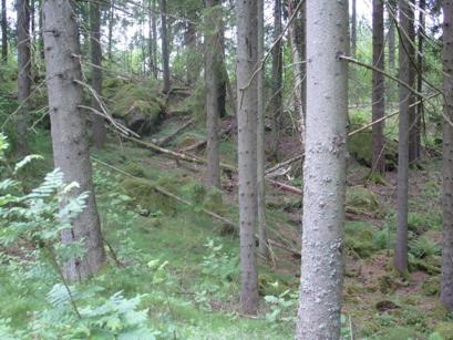 Analys av habitatnätverk inför