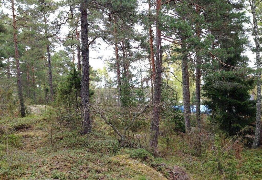 Figur 8. Obebyggd tomtmark i öst inom detaljplan 2b med påtagligt naturvärde. Foto Frida Snell.