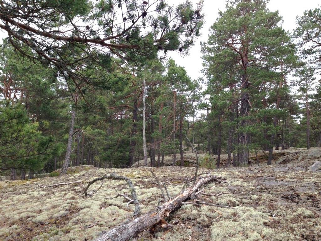 Figur 9. Naturområde centralt i detaljplan 2b med högt naturvärde. Död ved förekommer bland annat som högstubbar och lågor. Foto Frida Snell.