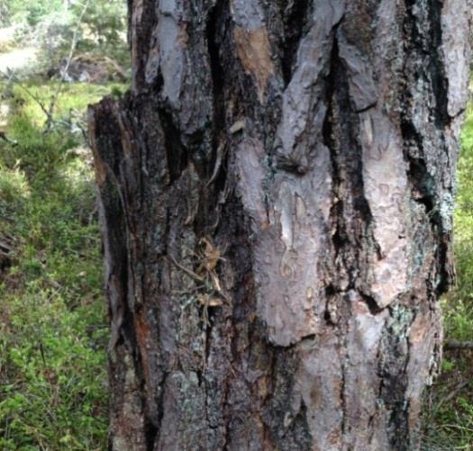 Naturområdet utgör östra delen av ett sammanhängande skogsområde som sträcker sig västerut över hela Borgö, varav västra delen utgör en identifierad nyckelbiotop.