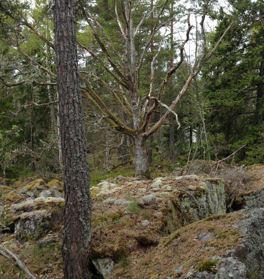 Figur 17. Naturvärdesobjekt 10, naturområde öster om Borgövägen inom detaljplan 3, med påtagligt naturvärde. Foto Frida Snell.