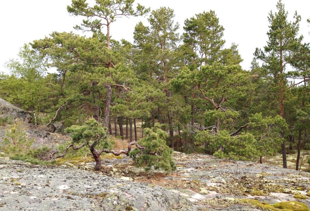 Detaljplan 4a Naturvärdesobjekt 12 Naturområde Naturvärdesklass 1b Objektet består av äldre tallskog på torr hällmark med enstaka inslag av riktigt gamla tallar över 200 år (Figur 18) och innefattar