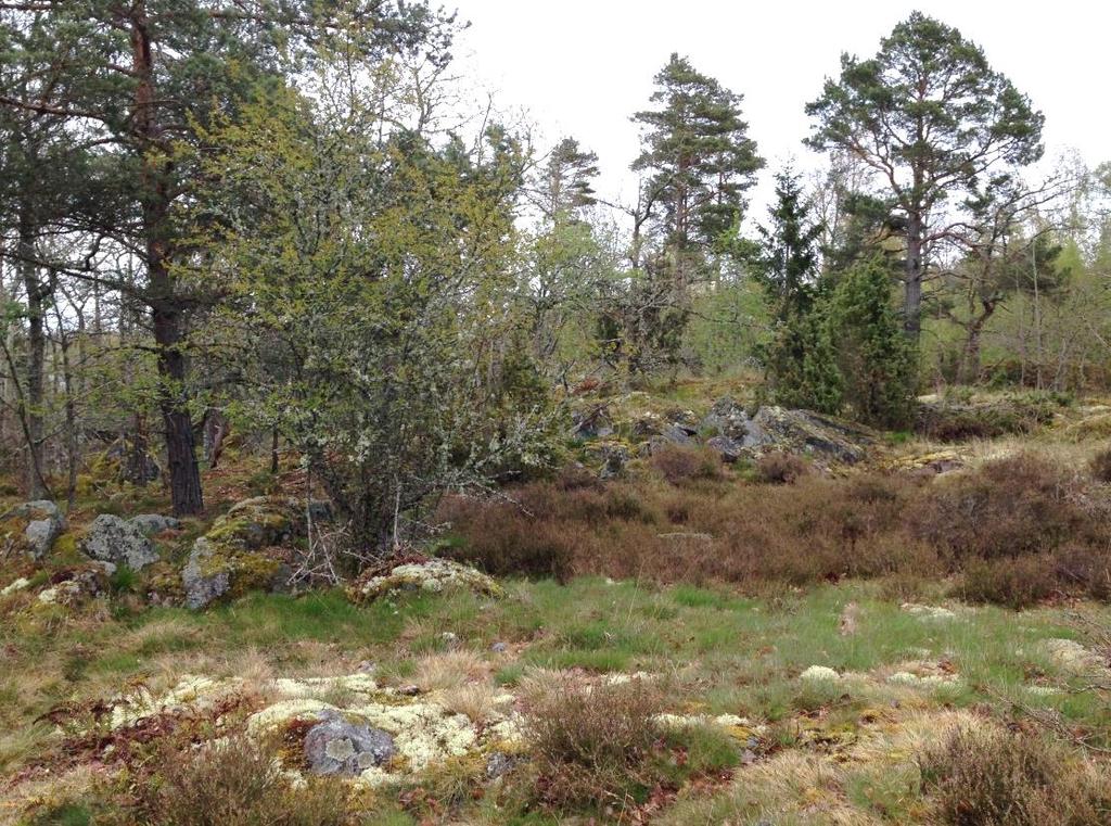Tallskog med en medelålder av ca 100 år dominerar med stort och varierat inslag av yngre medelålders ek, björk, asp, gran, sälg, fågelbär, rönn och sparsamt lönn.