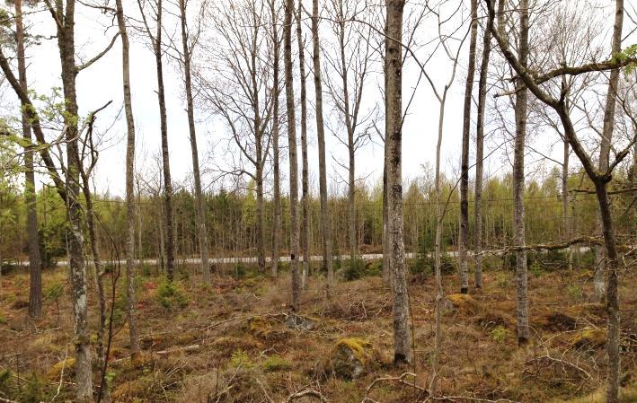 Figur 20. Aspklon (vänster) med flera hålträd och häckande nötväcka (höger), gröngöling och spillkråka. I naturområde mellan Lindödjupsvägen och Hornsvägen inom detaljplan 4b.