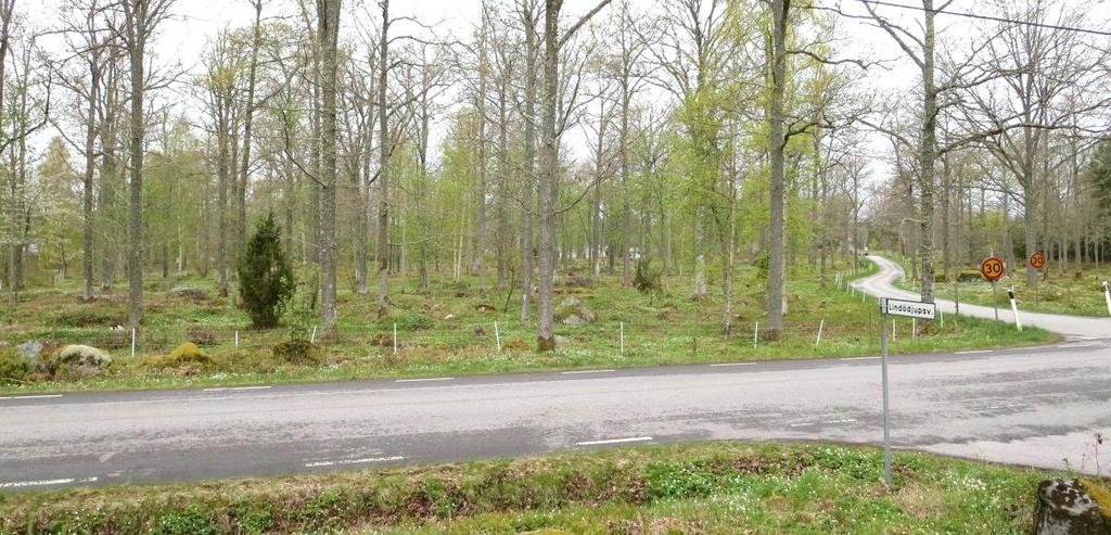 Ekarna har ännu inte uppnått den ålder då de fått riktigt skrovlig bark och blivit innanmurkna med håligheter och mulm.