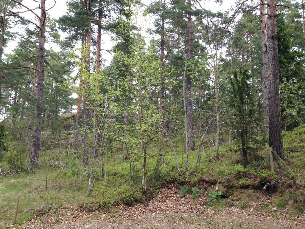 Figur 5. Ny tomt i väst i detaljplan 2b med visst naturvärde. Foto Frida Snell.