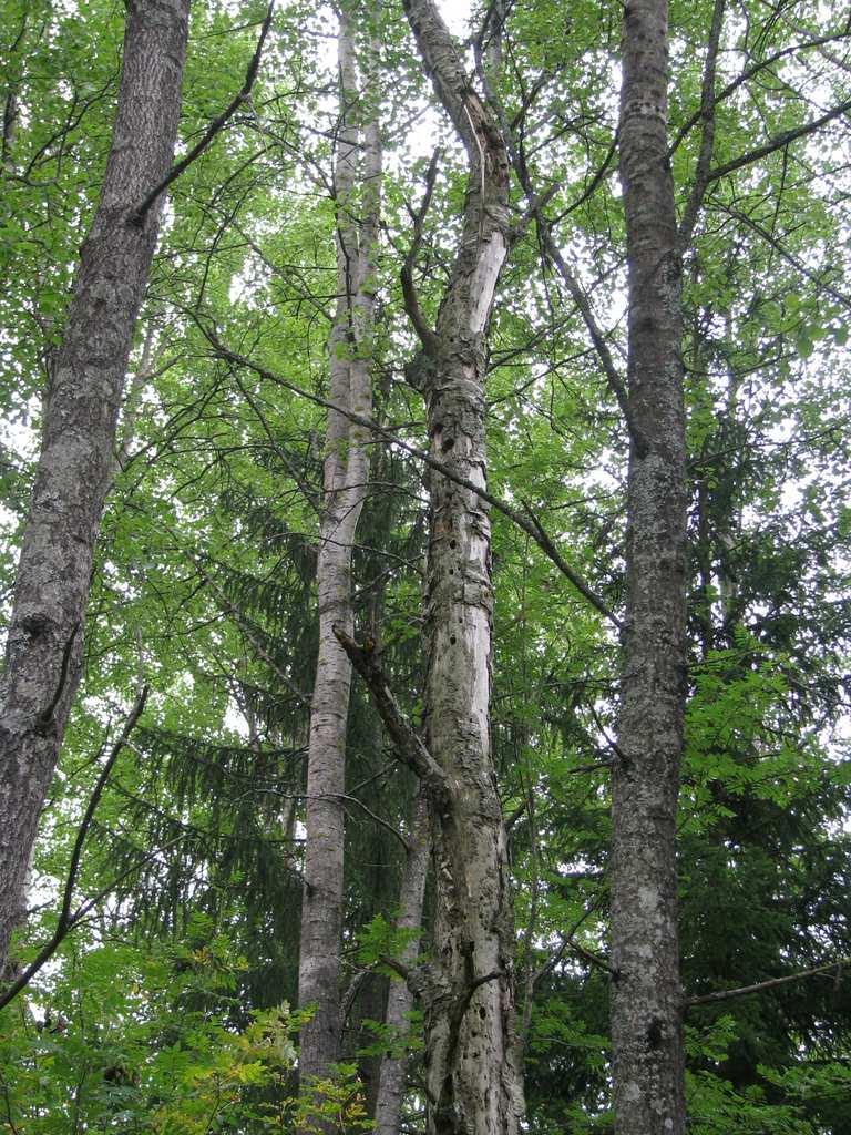 Pohjan Ruukkiteollisuus Oy /Silvestris luontoselvitys oy: 17 (28) Bild 3: Aspdunge (delområde 43) berikas av höga murkna aspstubbar och hålträd.