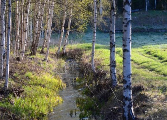 Figur 53. Dike vid jordbruksmark. Klimatförändringar kan gynna vissa arter och missgynna andra.