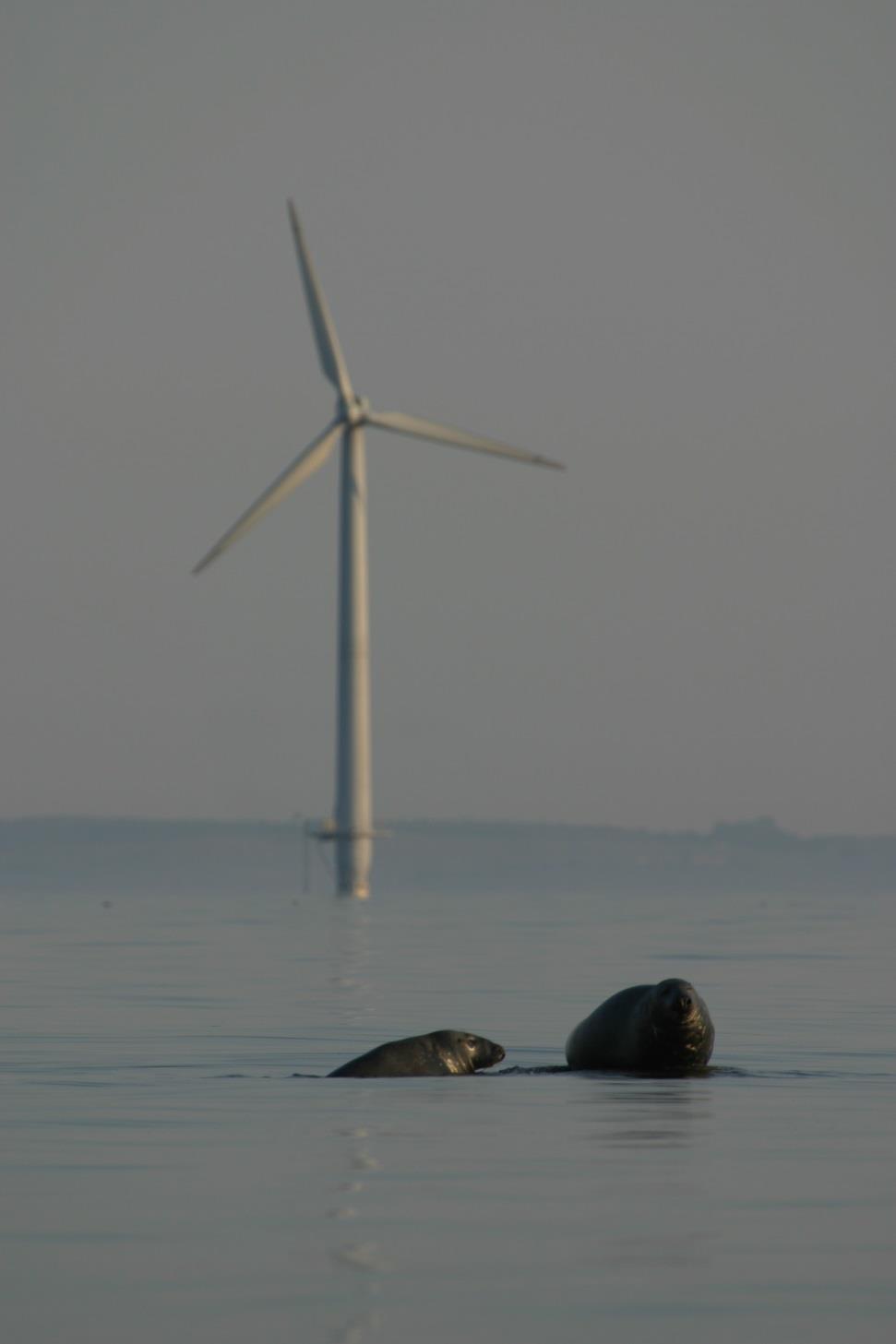 Figur 2. Gråsälar vid Bockstigens vindpark utanför Näsudden på Gotland.