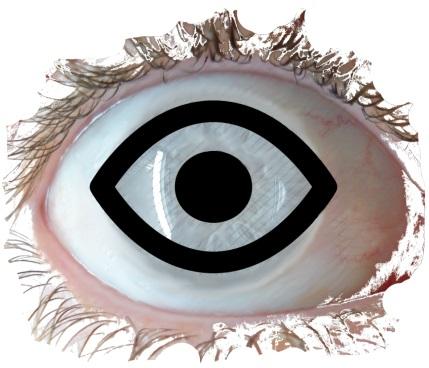 GRUNDKURS I STATISTIK Ingår i grundstudierna i psykologi och biologi, samt ämnesstudierna i visuella studier.
