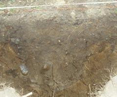 Fynd Enstaka fynd av brända ben (3 st) och av bränd lera (4 st) påträffades både i lager 1 och lager 2.
