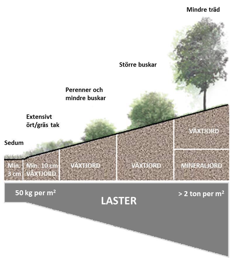 WP Växtbädd och vegetation Vegetationen saknar kontakt med grundvatten och all bevattning kommer från regn och eventuell konstbevattning.