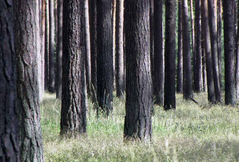 Produktiv skogsmark Produktiv skogsmark är mark som är lämplig för skogsproduktion och som inte i någon större omfattning används för något annat ändamål.