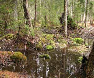 Areal (1000 hektar) 100 90 80 70 60 50 40 30 20 10 Nordlig och sydlig boreal Nemoral och boreonemoral 0 1995 2000 2005 2010 Figur 6. Areal lövrik sumpskog. 1996 2011.