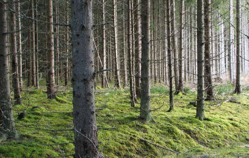 Monokulturer med endast ett trädslag förekommer på knappt 5 procent av den produktiva skogsmarksarealen Bild 4. Tät granskog på gammal åkermark. Foto: Ola Borin.
