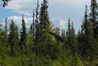 All mark Skogsmark (69%) Forest land Träd-
