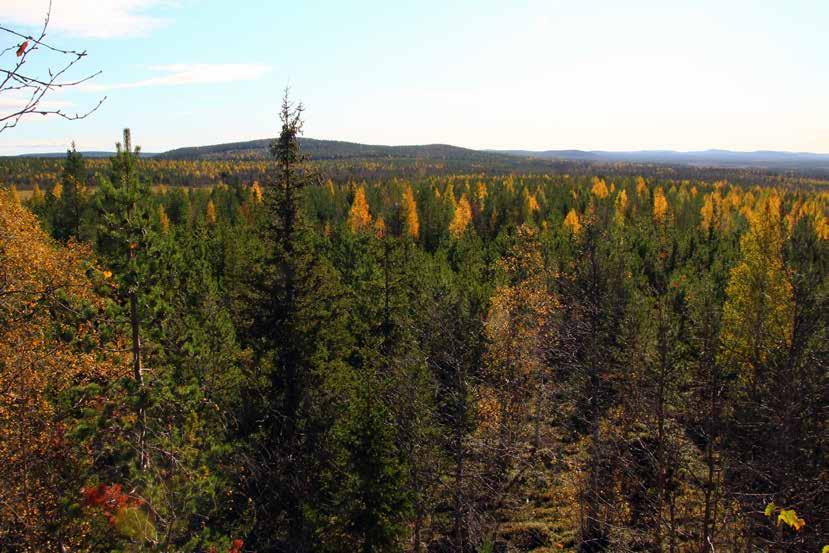 Skogsmark Skogsmark är ett begrepp som definieras i den svenska skogsvårdslagen.