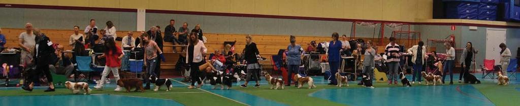 Cavalierfestivalen Innan lunchuppehållet på lördagens utställning kunde vi se 19 veteraner visa upp sig i årets Under lördagen var en