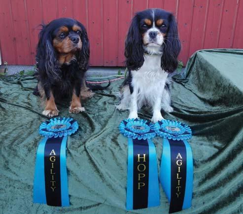20170812 - Mönsterås BK agility 1, placering 5/22 20180520 - Eskilstuna HDK, agility 1, placering 1/30, pinne 20180505 - Forserum BK agility 1, placering 2/23, pinne 20180505 - Forserum BK hopp 1,