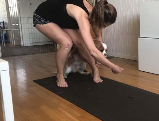 Trickskolan Lär din hund roliga trick. hur man lär in tricket. Du hittar den genom att söka på Cavaliersällskapet på www.youtube.com.