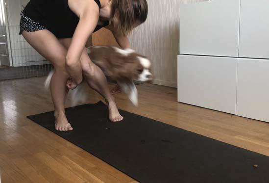 Du börjar helt enkelt genom att ha hunden vid din sida, det underlättar om hunden kan sitt, så den kan sitta still, medan du för din arm mot ditt ben på den sidan så de hålls ihop till en ring lågt
