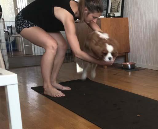 Om det blir för svårt sänk ringen ännu mer mot golvet och gör den större, så hunden bara vänjer sig att kliva igenom någonting. När hunden kan hoppa igenom ringen på kommando är det dags för steg 3.
