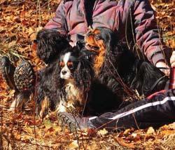 Aktivering är när hunden arbetar med hjärnan t ex nosarbete, problemlösning,