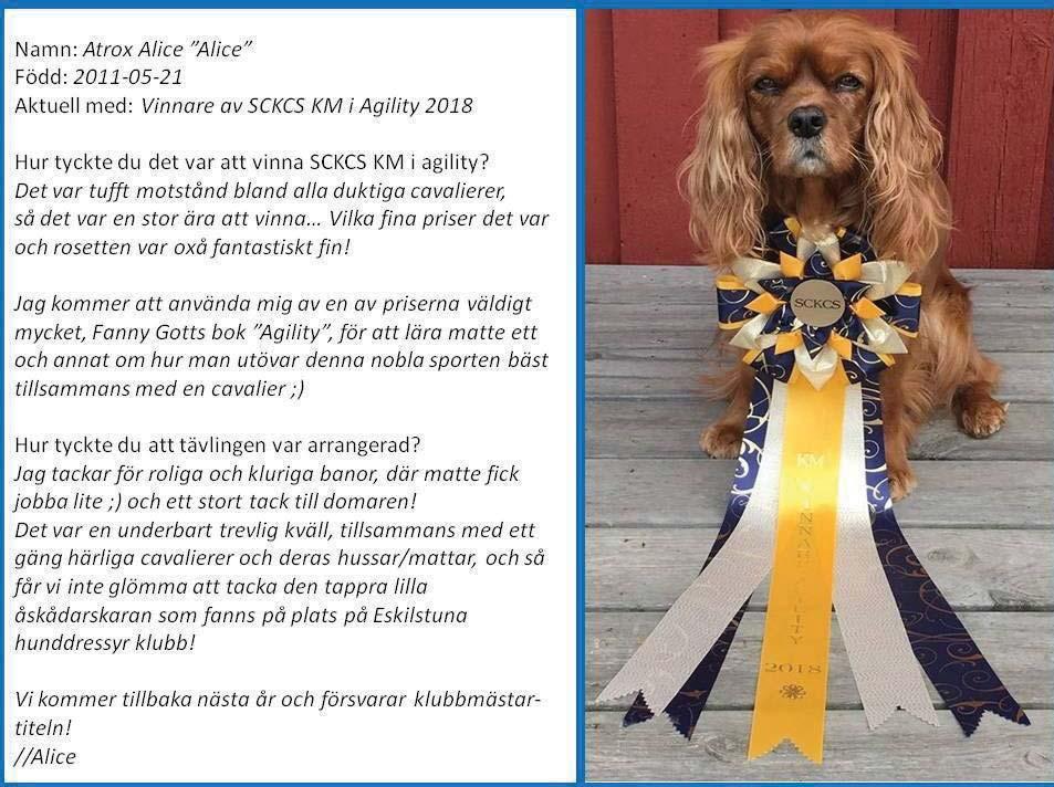 Cavalierfestivalen Helgen 4-6 maj var det dags för cavalierfestival i Eskilstuna.