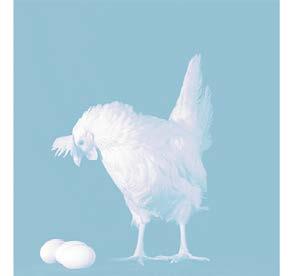 Förslag och önskemål från äggbranschen: Mer utbildning kring fjäderfä (för producenter, handläggare, inspektörer, veterinärer, gymnasieelever etc.