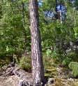 som sumpskogar