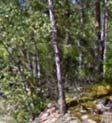 Riksintresset