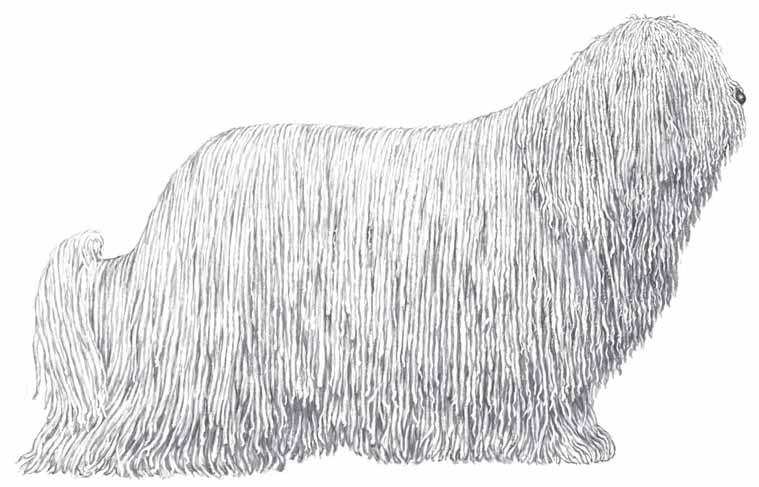 Hundarxktarfélag Íslands Norsk Kennel Klub