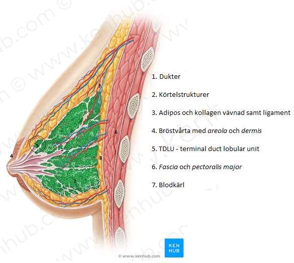Figur 1: En strukturell bild över det kvinnliga bröstet. Bilden visar blodkärl, adipos vävnad, körtelstruktur med dukter samt muskelvävnad och bröstvårta med areola. Bild tagen från www.kenhub.com.