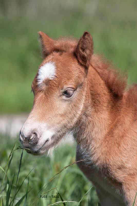 Fotografering Fotograf Tuss Bennergård-Rojas, Tussochtass.se, kommer att fotografera under utställningsdagen.