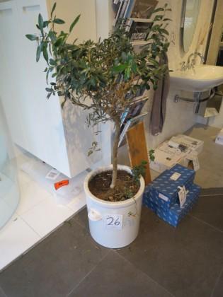 200.00 kr exkl moms Krukväxt 2073-026