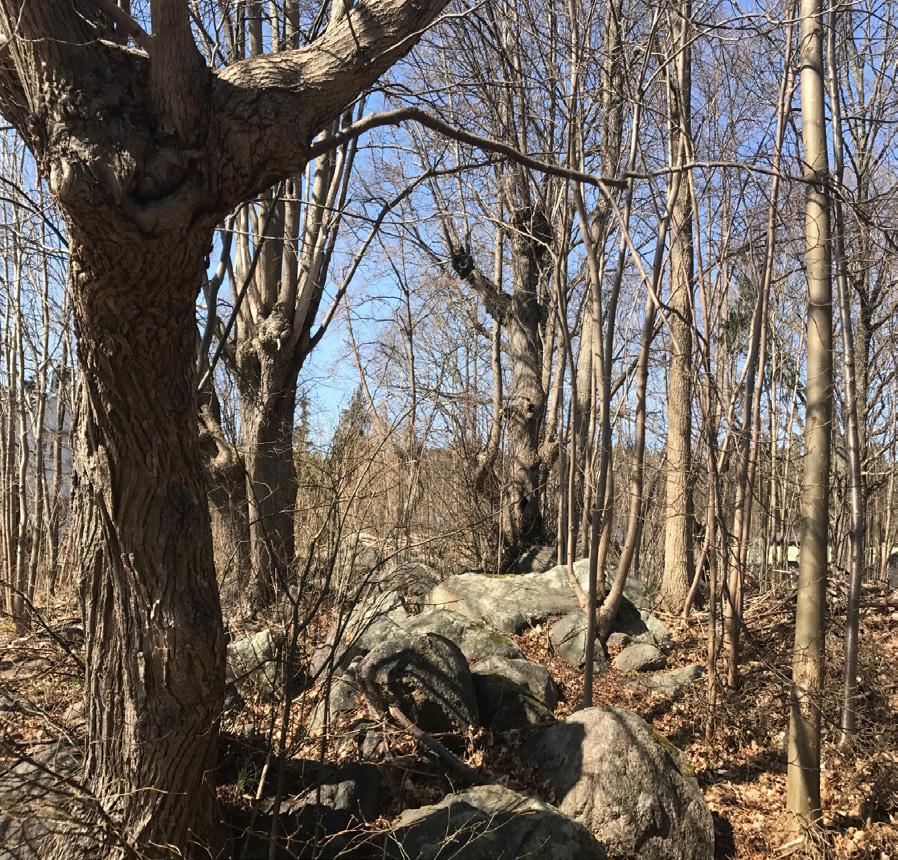 FÖRUTSÄTTNINGAR OCH FÖRÄNDRINGAR NATUR Mark, vegetation och djurliv Området ligger i ett av villaområde.