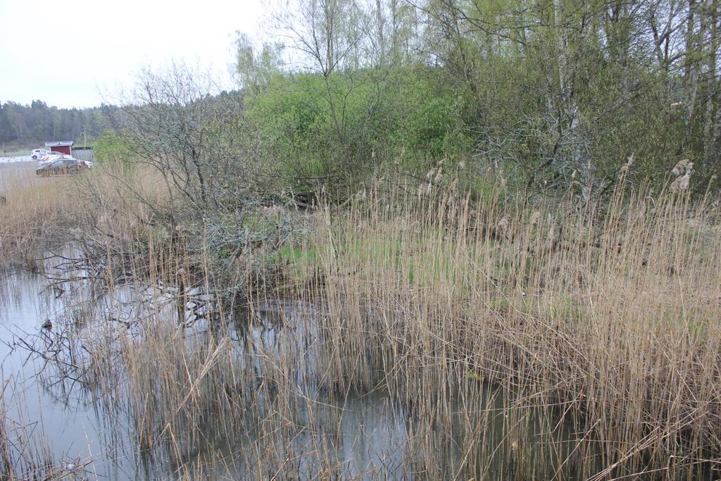 Våtmarksområde 1 Vid