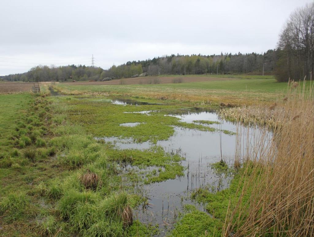Våtmarksområde 4 Mellan