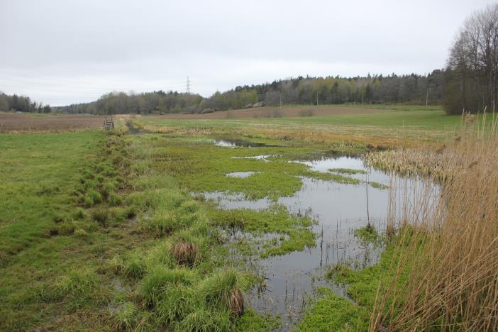 Påverkan och konsekvenser Kulturmiljöer Värden idag - Det öppna kulturlandskapet slåtter och betesmarker - naturreservat - Gamla driftsformer med mjölkproduktion vid Balingsholmsgård - Fornlämningar