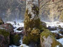 Släviks prästgård Foto: Jeff Lundh På lönn vid gården och på ekar i hagen växer almlav (Gyalecta ulmi), hotkategori NT. Rikligt med lunglav (Lobaria pulmonaria), på asp och ek i norra delen.