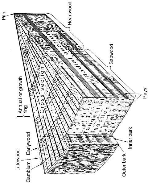 2 Teori 2.1 Barrvedens uppbyggnad Trä är ett heterogent material som har olika egenskaper i olika riktningar (anisotropt).