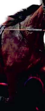 ,0 Burning The C Dutch Heart 0 - J Johansen Bp - 000 åv 00 gr gd., Lion Of Amphi Watch Me Pros - 0 F Janetzky 0 Bp - 0 000 åv 00 gr gd., Shalalee, Red Hunter -, B E Chaves Öv 0-0 h 00 gr mj.
